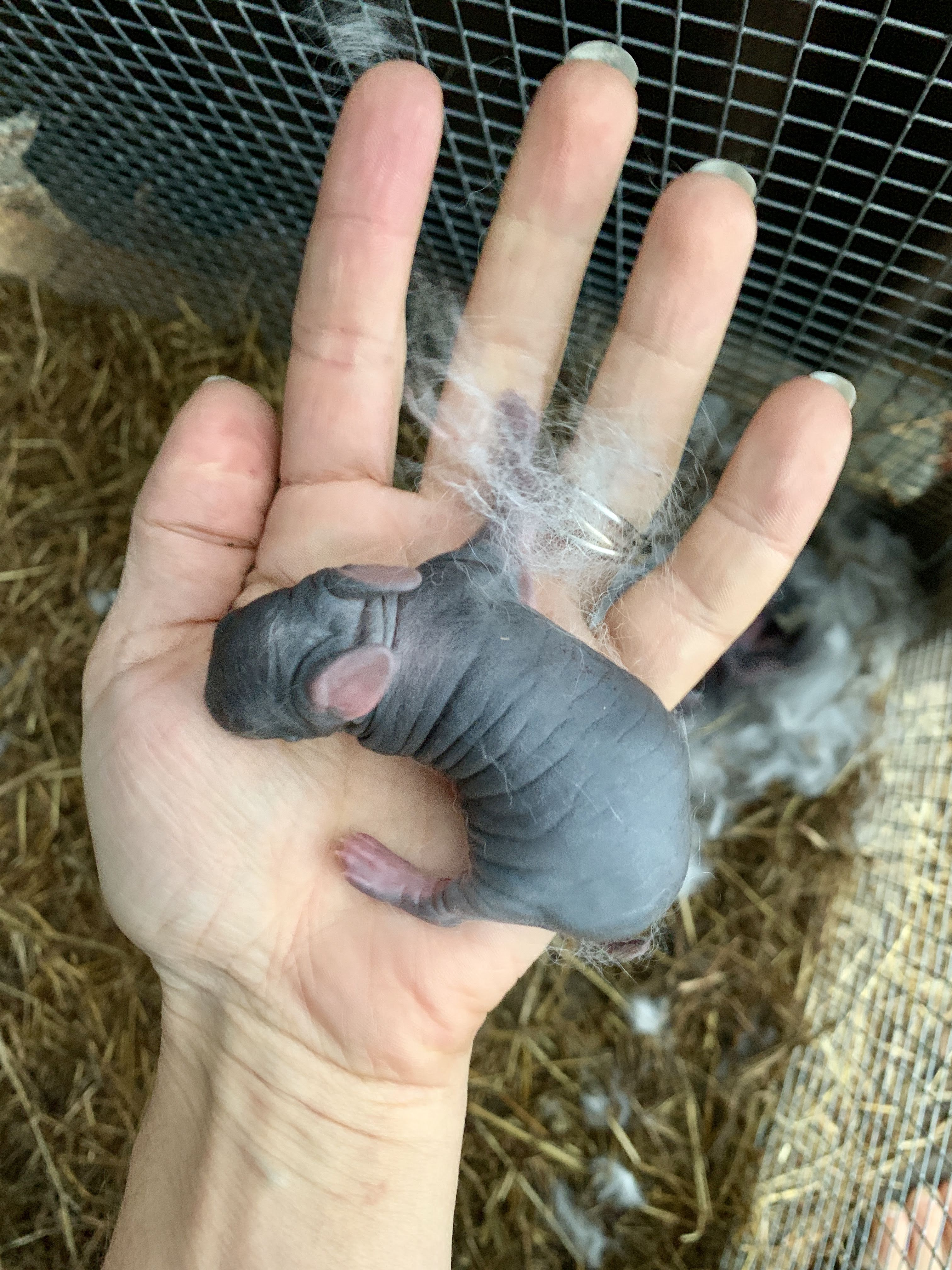 tiny baby